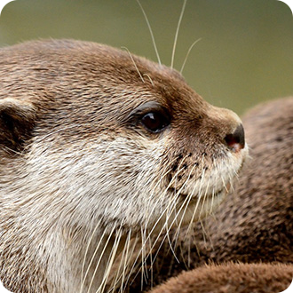 Close-up of otter facing right.