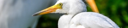 Close-up side view of white bird.