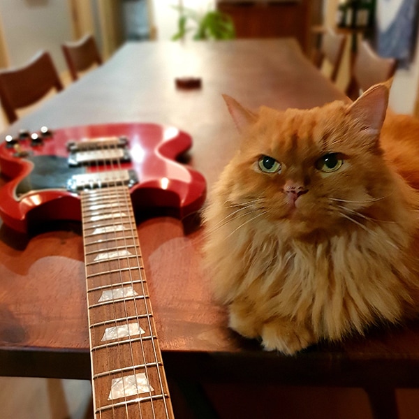 Turuncu bir kedi kırmızı bir elektro gitarın yanında, bir yemek masasının üstünde oturmakta