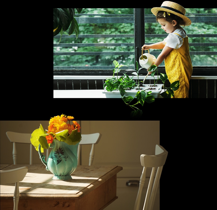 두 개의 이미지로 구성되어 있습니다. 첫 번째 이미지에는 노란색 멜빵바지를 입은 아이가 녹색 식물에 물을 주고 있습니다. 두 번째 이미지에는 햇살이 잘 드는 식탁 위에 노란색과 주황색 꽃이 꽂힌 화병이 놓여 있는 모습입니다.