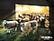 Sheep are coming out from a Neo QLED TV. There is a comparison between SDR and HDR 10+ quality in color and brightness.