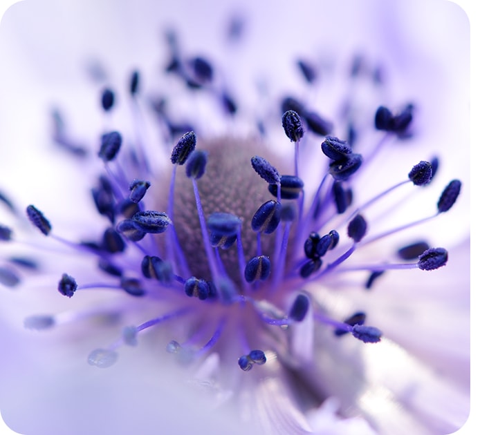 Un primer plano tomado con la cámara macro que muestra los detalles de una flor violeta.