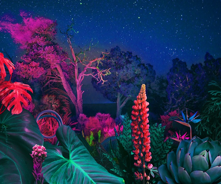 Dynamic Crystal Color depicts vivid depiction of forest at night. .
