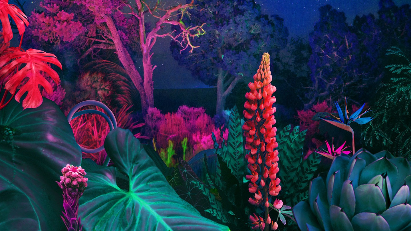 Dynamic Crystal Color depicts vivid depiction of forest at night.