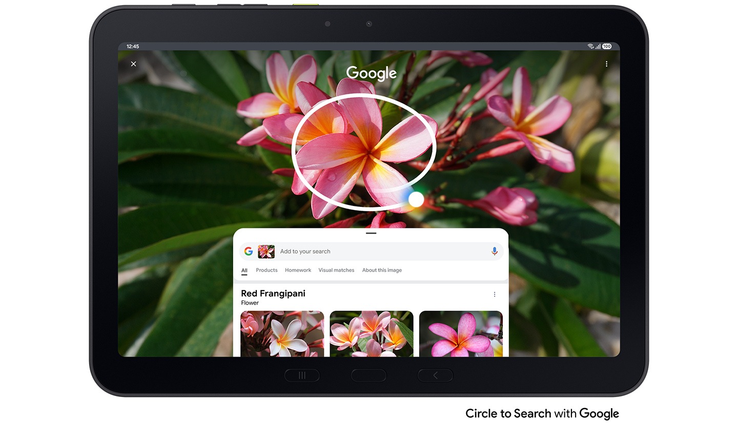 Circle to Search with Google being used on Galaxy Tab Active5 Pro to look up an image of a red Frangipani. Google search results show details about the image. Circle to Search with Google logo shown.
