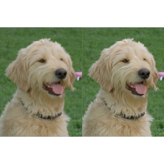 Two of the same images is contrasted next to each other. The one on the left is blurry while the one on the right is much clear.