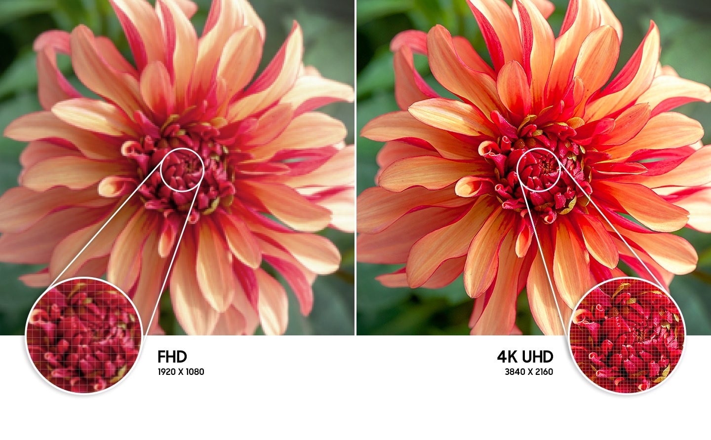 Sağdaki çiçek görüntüsü, sola göre 4K UHD teknolojisiyle oluşturulan daha yüksek kaliteli görüntü çözünürlüğünü gösteriyor.