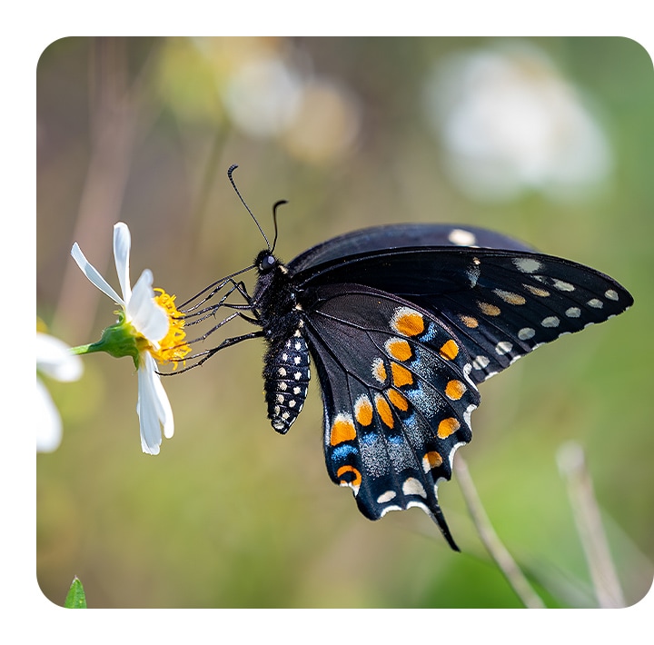 Uma borboleta sentada sobre uma margarida branca em flor. Está em foco nítido contra um fundo de folhas e flores suavemente desfocado.