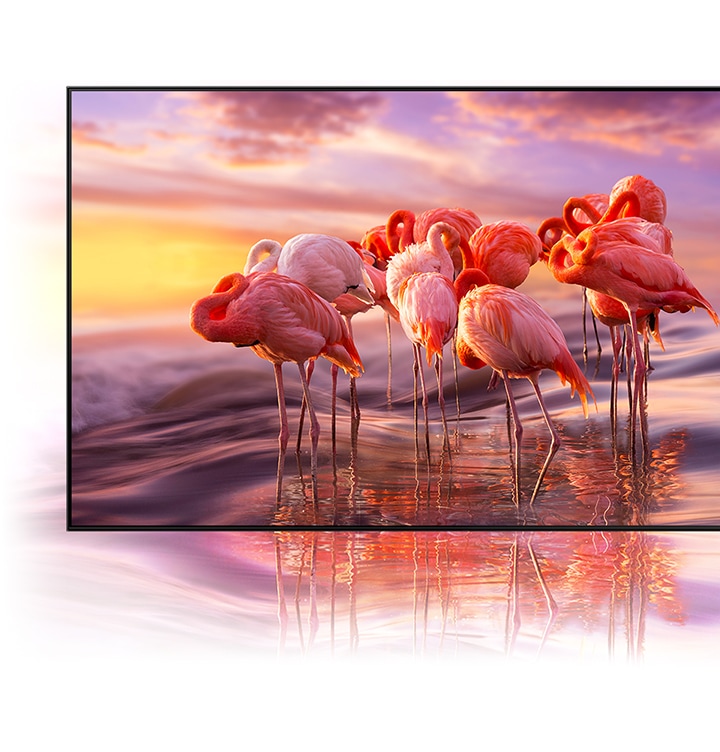 A QLED TV egy lelkes színű flamingók képet mutat, amely bemutatja a kvantumpont -technológia színes árnyékolásának ragyogását