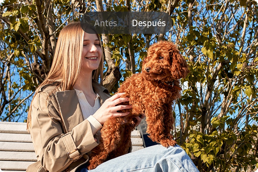 Before and After image of a young woman and her dog sitting on a park bench outdoors on a bright day. The After image has been edited with Edit suggestion on Galaxy A37 5G for improved quality.