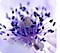 Un primer plano tomado con la cámara macro que muestra los detalles de una flor violeta.