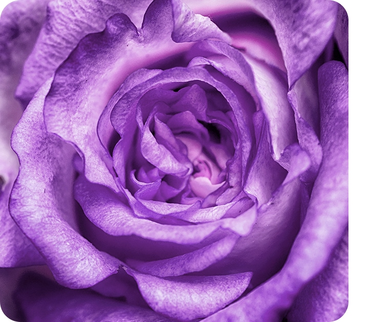 Eine mit der Makro-Kamera aufgenommene Nahaufnahme, die Details einer violetten Blume zeigt.