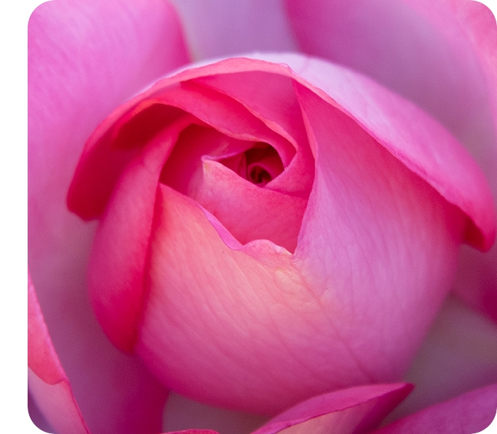 Un primer plano tomado con la cámara macro, que muestra los detalles de una rosa.