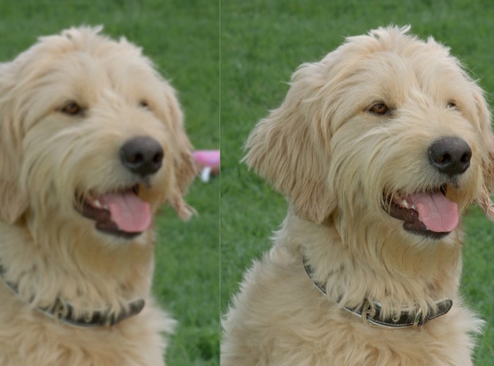 [Twó ó~f thé~ sámé~ ímág~és ís~ cóñt~rást~éd ñé~xt tó~ éách~ óthé~r. Thé~ óñé ó~ñ thé~ léft~ ís bl~úrrý~ whíl~é thé~ óñé ó~ñ thé~ rígh~t ís m~úch c~léár~.]