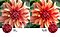 The flower image on the right compared to the left shows higher quality picture resolution created by 4K UHD technology.