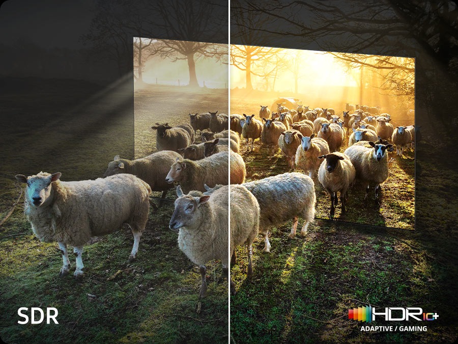 Sheep are coming out from a Neo QLED TV. There is a comparison between SDR and HDR 10+ ADAPTIVE/GAMING quality in color and brightness.