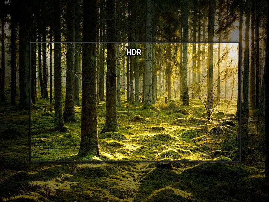 forest