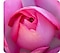 קלוז-אפ המצולם באמצעות מצלמת מאקרו מציג את הפרטים של ורד בגוון ורוד חם.