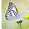 Un gros plan pris avec l'appareil photo macro, montrant les détails d'un papillon assis sur une fleur