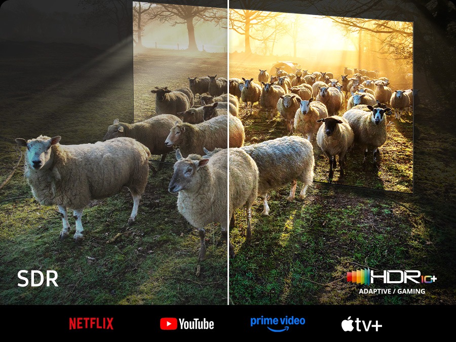 Sheep are coming out from a Neo QLED TV. There is a comparison between SDR and HDR 10+ ADAPTIVE/GAMING quality in color and brightness.