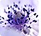 Un gros plan pris avec l'appareil photo macro, montrant les détails d'une fleur violette.
