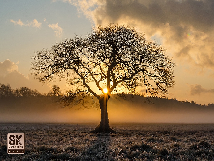 Il sole tramonta e c'è un albero sottile in un vasto campo. QLED 8K TV è certificato dalla 8K Association.