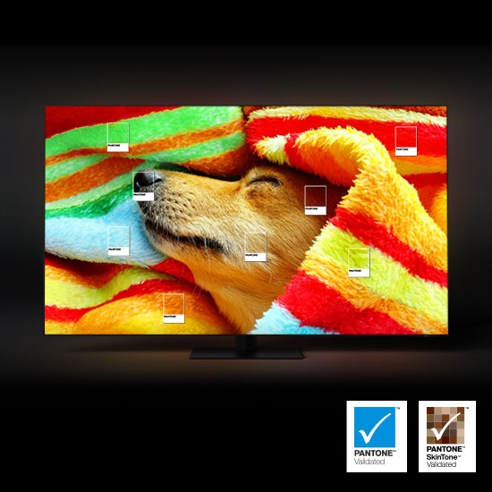 A dog is wrapped in a colorful blanket. Pantone validated and Pantone SkinTone validated colors are emphasized. 