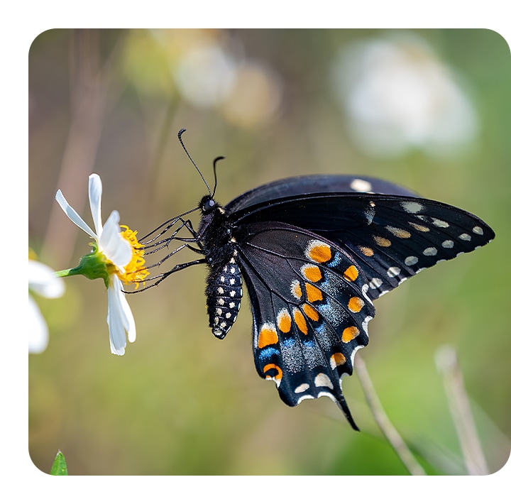 A butterfly sits on a white daisy in bloom. It is in sharp focus against a background of leaves and flowers that is softly blurred.