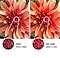 The flower image on the right compared to the left shows higher quality picture resolution created by 4K UHD technology.