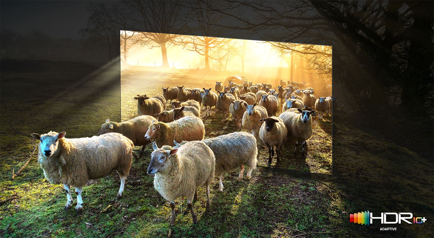 Many sheep in the wide sunny fields are walking out from inside the TV frame. QLED TV shows accurate representation of bright and dark colours by catching small details