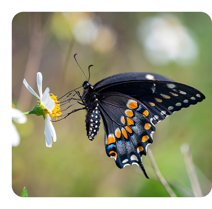 Explore the 2MP Macro Camera specs on Galaxy A04s now. A butterfly sits on a white daisy in bloom. It is in sharp focus against a background of leaves and flowers that is softly blurred.