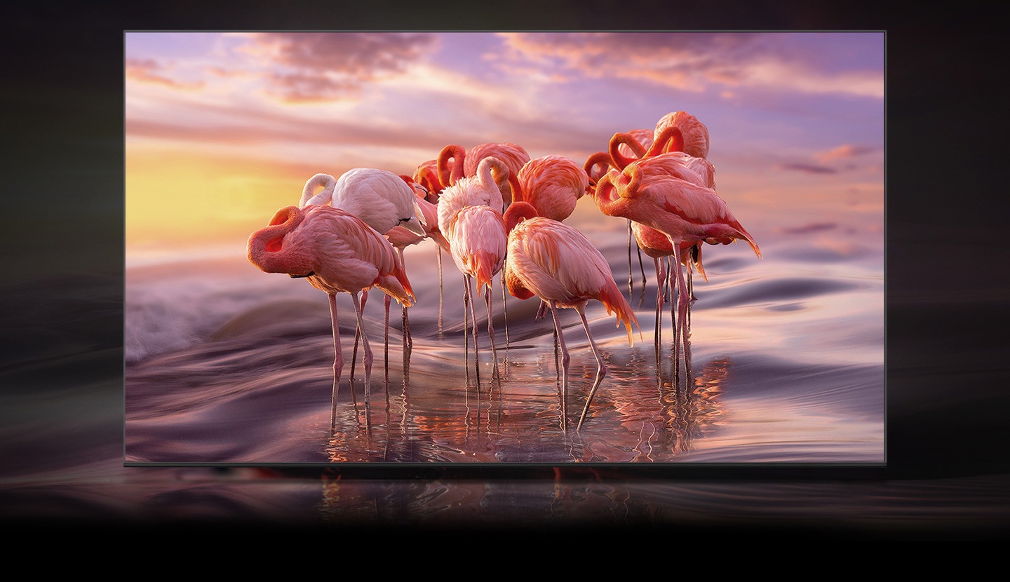 The QLED displays a group of flamingos in the water  to demonstrate  color shading brilliance of Quantum Dot technology.