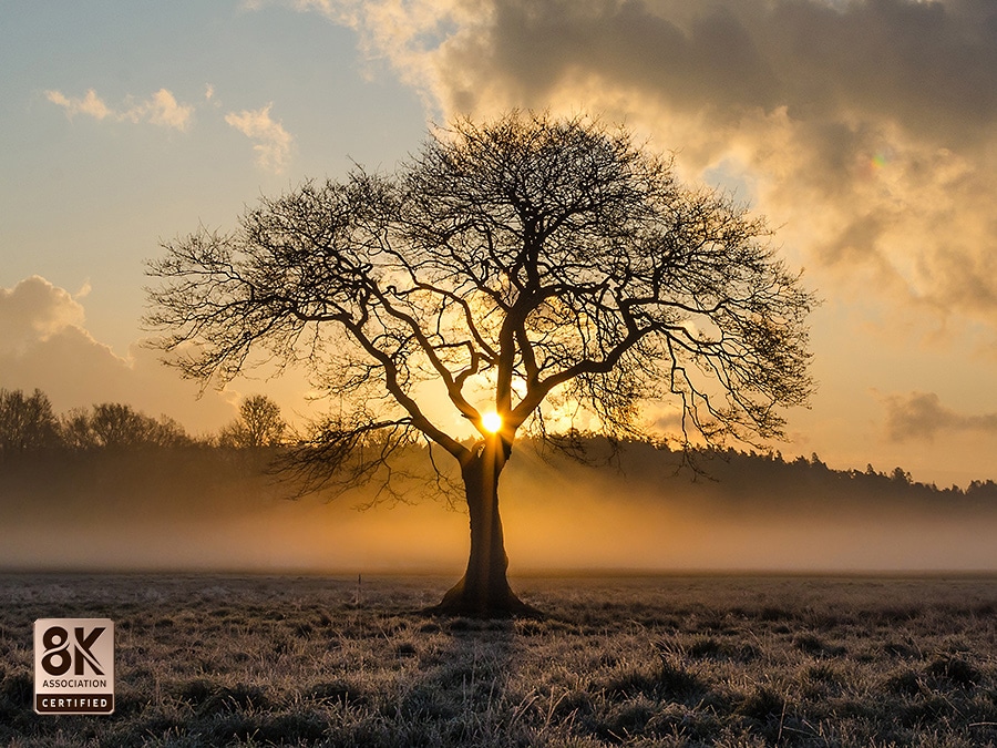 The sun sets and there is a thin tree in a wide field. QLED 8K TV is certified by the 8K Association.