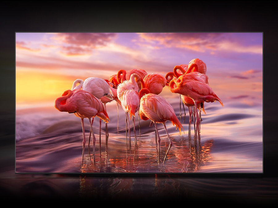 The QLED displays a group of flamingos in the water to demonstrate color shading brilliance of Quantum Dot technology.