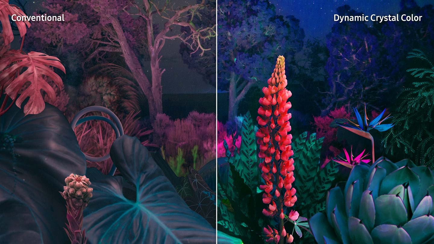 L'écran conventionnel montre une scène nocturne terne de plantes et d'arbres. Dynamic Crystal Color fait briller la scène avec des couleurs vives.