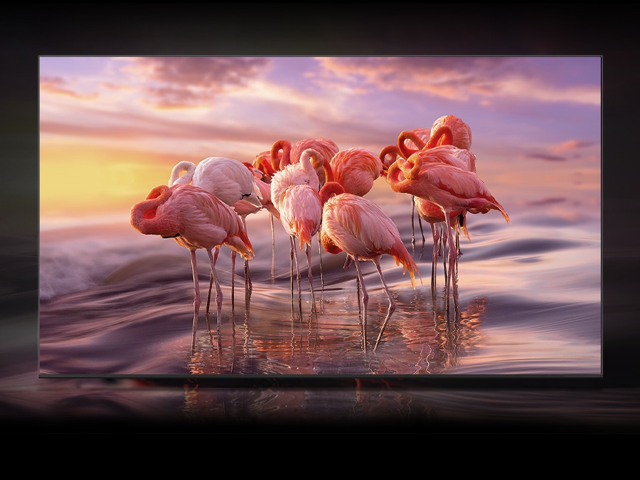 A QLED TV displays a group of flamingos in the water that are depicted in dull color.