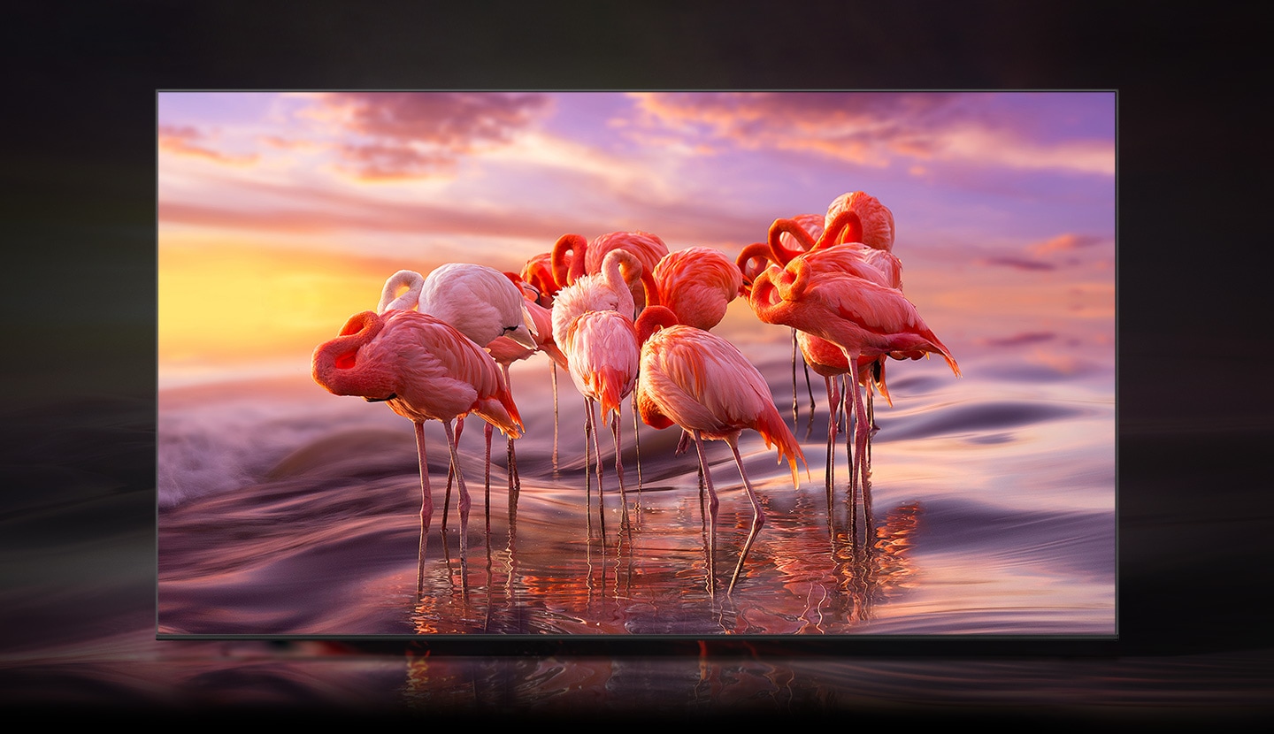 QLED-ul afiseaza un grup de flamingo in apa pentru a demonstra stralucirea umbririi culorilor a tehnologiei Quantum Dot.