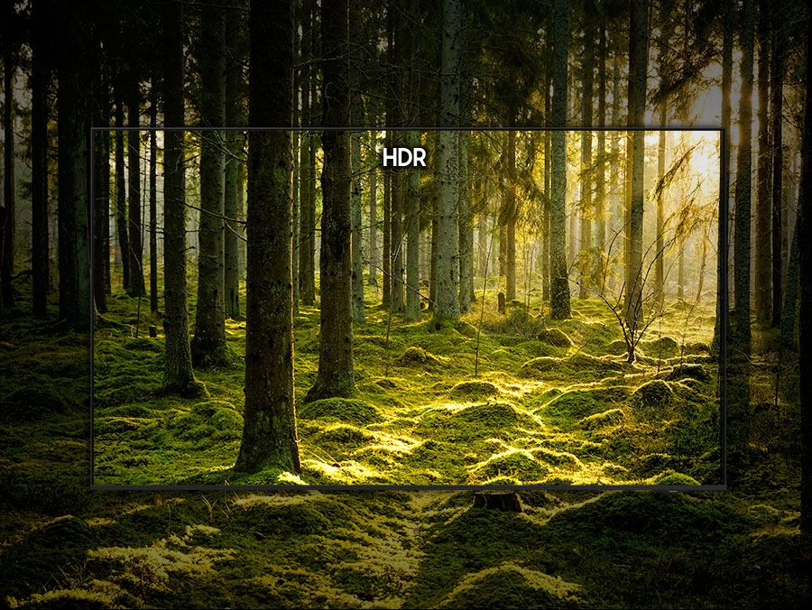 A scene of a green forest is highlighted in the shape of a TV and optimized with HDR into a picture with enhanced colors, details and clarity.