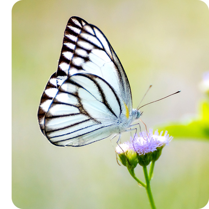 A close-up taken with the Macro Camera, showing the details of a butterfly sitting on a flower