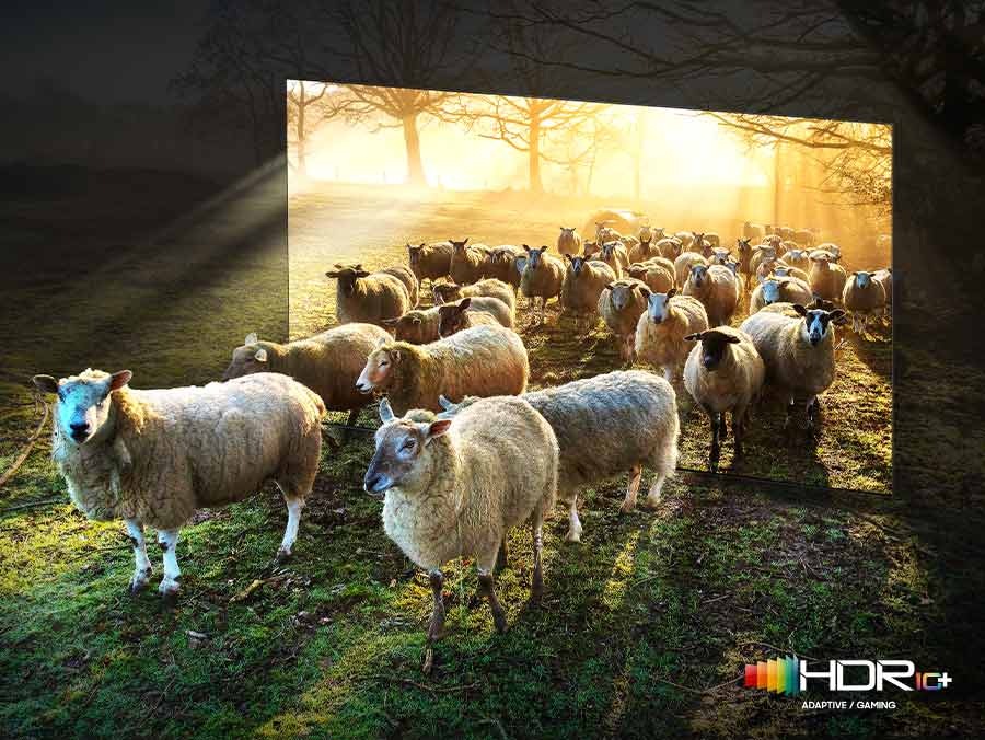 Овцы выходят из телевизора Neo QLED. Приведено сравнение качества SDR и HDR 10+ по цвету и яркости.