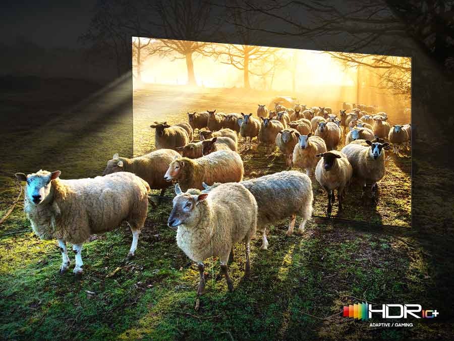 Овцы выходят из телевизора Neo QLED. Приведено сравнение качества SDR и HDR 10+ по цвету и яркости.