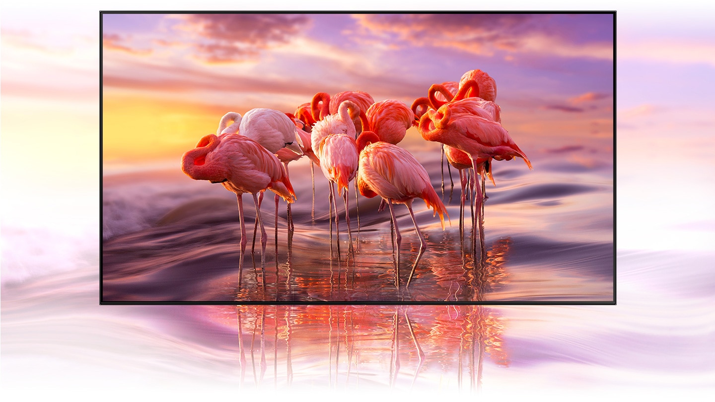 QLED TV displays an intricately coloured image of flamingos to demonstrate  colour shading brilliance of Quantum Dot technology.