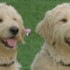 Two of the same images is contrasted next to each other. The one on the left is blurry while the one on the right is much clear.