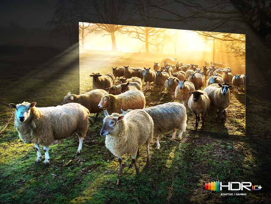 Sheep are coming out from a Neo QLED TV. There is a comparison between SDR and HDR 10 quality in color and brightness.