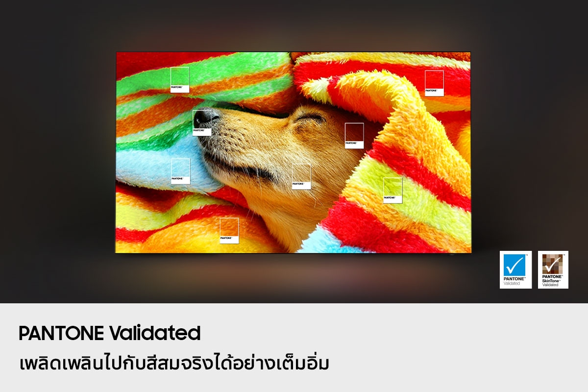 สุนัขที่ถูกพันรอบผ้าห่มสีสันสดใสถูกจัดแสดง