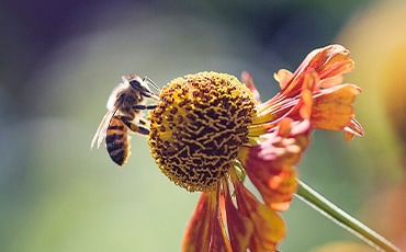 一隻蜜蜂在一朵花上採蜜