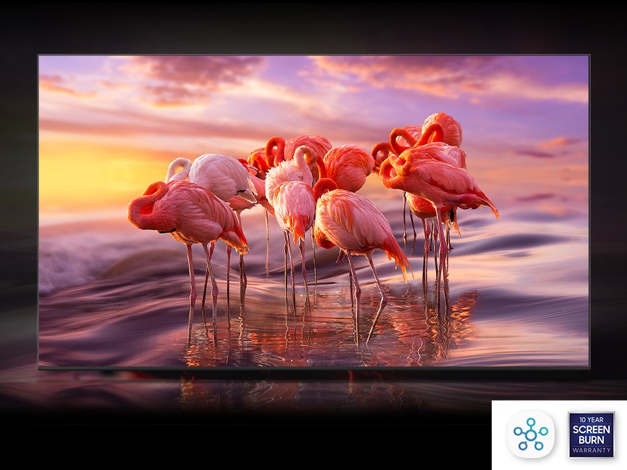 The QLED displays a group of flamingos in the water  to demonstrate  color shading brilliance of Quantum Dot technology.