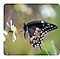 A butterfly sits on a white daisy in bloom. It is in sharp focus against a background of leaves and flowers that is softly blurred.