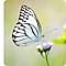 Một con bướm đang đậu trên một bông hoa được chụp bởi camera của điện thoại Samsung Galaxy A22 cho thấy khả năng tuyệt hảo của camera Galaxy A22