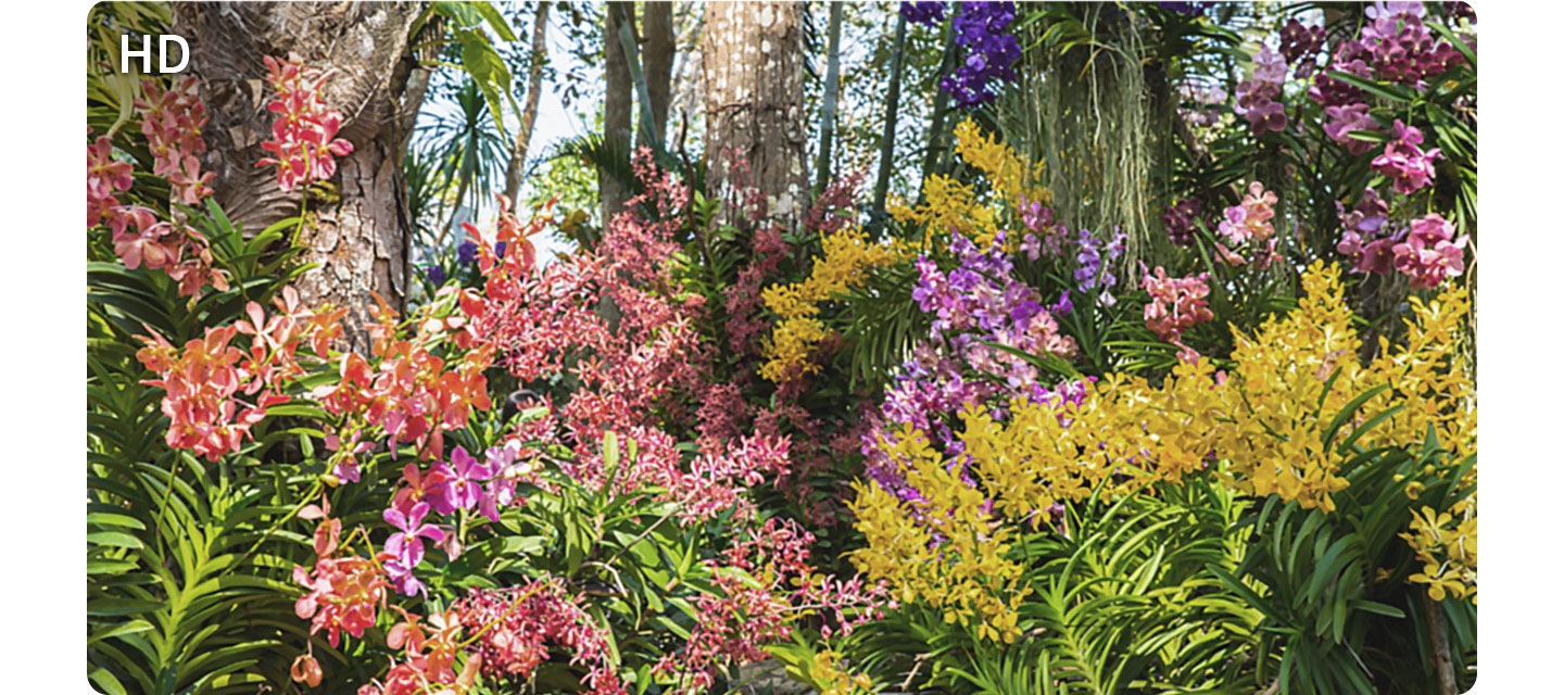 A scene of plants and flowers is shown in slightly muted colors on an HD screen.